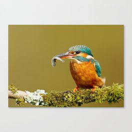 Kingfisher with a fish in the beak Canvas Print