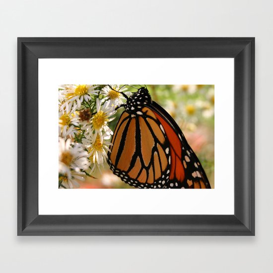 Butterfly Framed Art Print