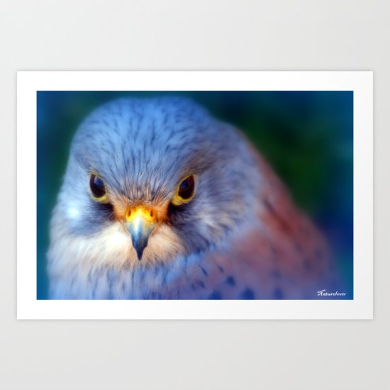 Little Boy Blue Art Print