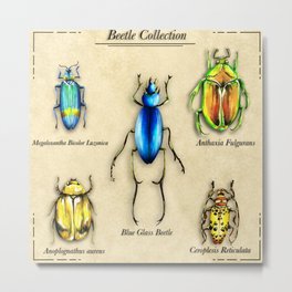 Beetles Wall Art Beetle Collection Art Print Beetle Insect Art Framed Poster Insects Beetles Illustration Beetles Painting Metal Print
