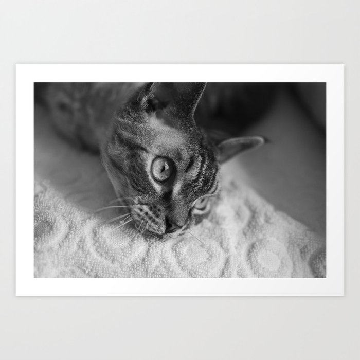 Cat Eyes Art Print