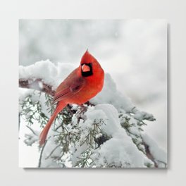 Cardinal on Snowy Branch #2 Metal Print