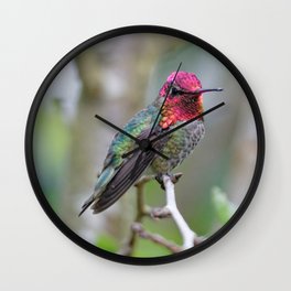 Anna's Hummingbird on the Plum Tree Wall Clock
