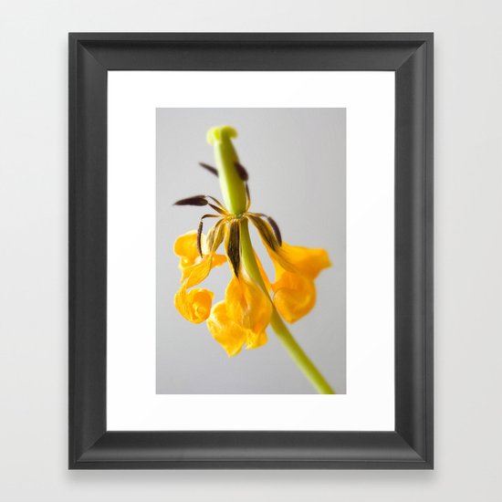 'DYING TULIP' Framed Art Print