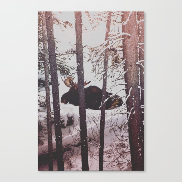 Yellowstone Moose Canvas Print