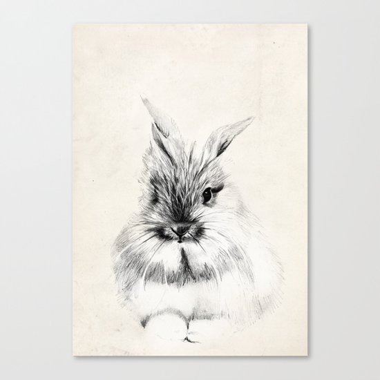 Little rabbit Canvas Print