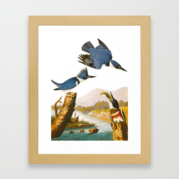 Belted Kingfisher Bird Framed Art Print