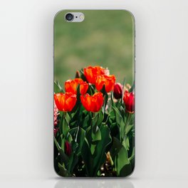 Red Tulips iPhone Skin