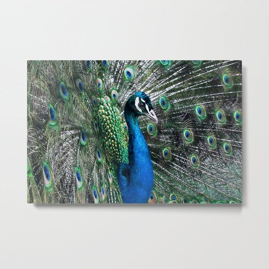 Peacock Metal Print