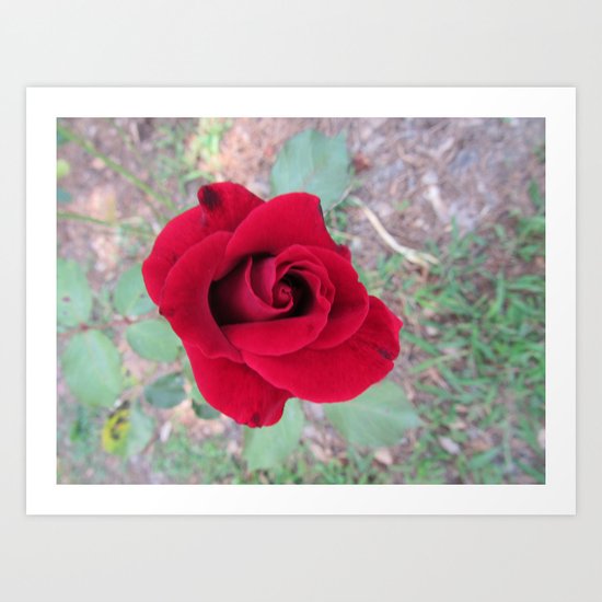 American Beauty Art Print