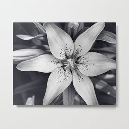 Black and White Lily Flower Photography, Grey Floral Art, Lillies Photo, Grey Lilly Nature Print Metal Print