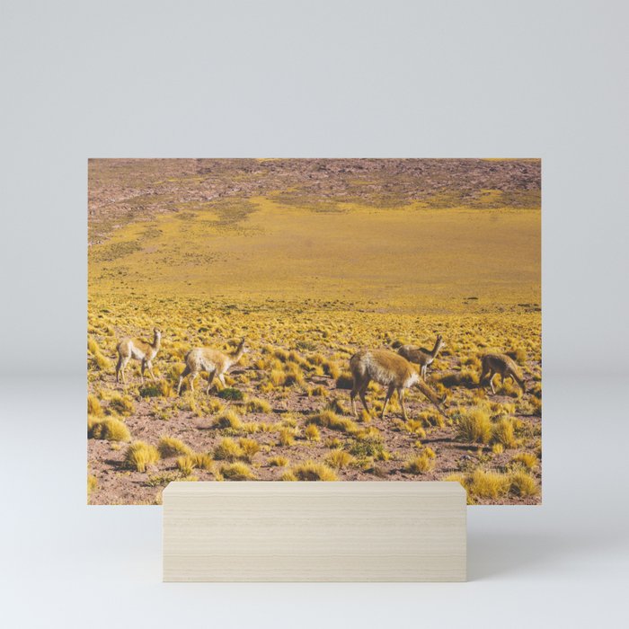 Vicuñas in the Desert, San Pedro de Atacama, Chile Mini Art Print