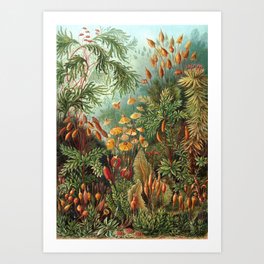 Ernst Haeckel Muscinae Microscopic Landscape Art Print