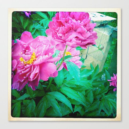 pink Canvas Print