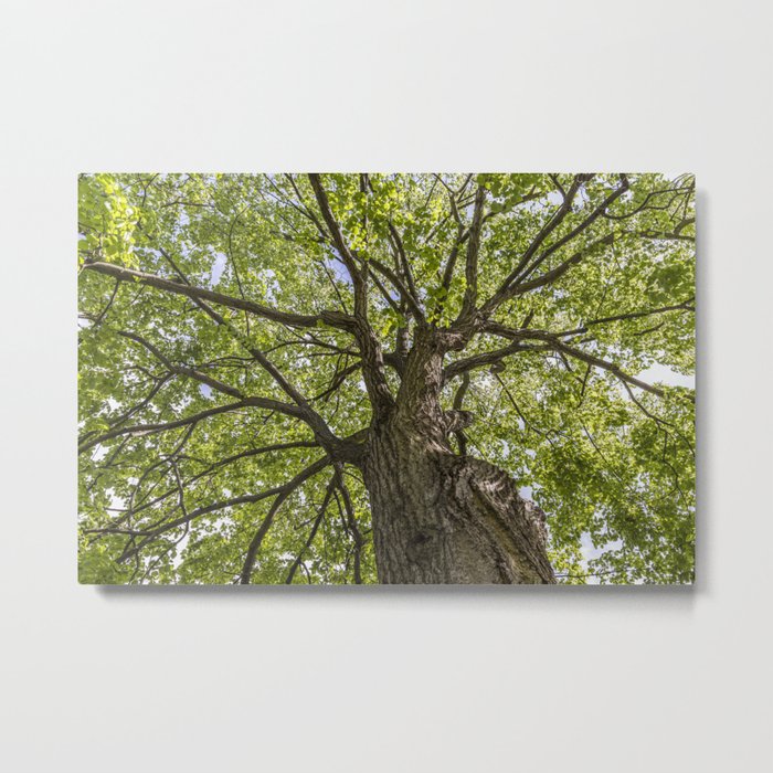 looking up into the tree crown Metal Print