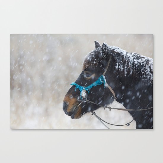 Winter Horse II Canvas Print