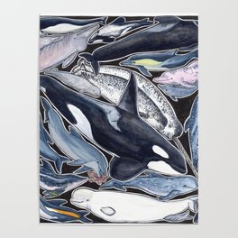 Dolphin, orca, beluga, narwhal & cie Poster