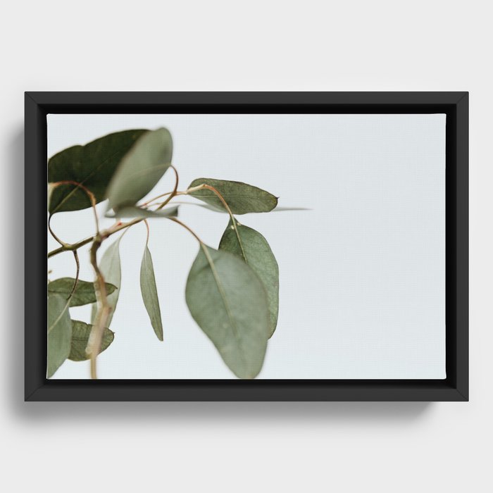 Seeded Eucalyptus | 1 Framed Canvas