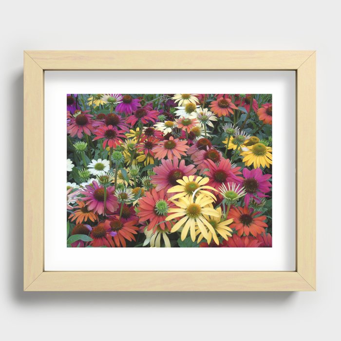 Wildflower Coneflower Field Recessed Framed Print