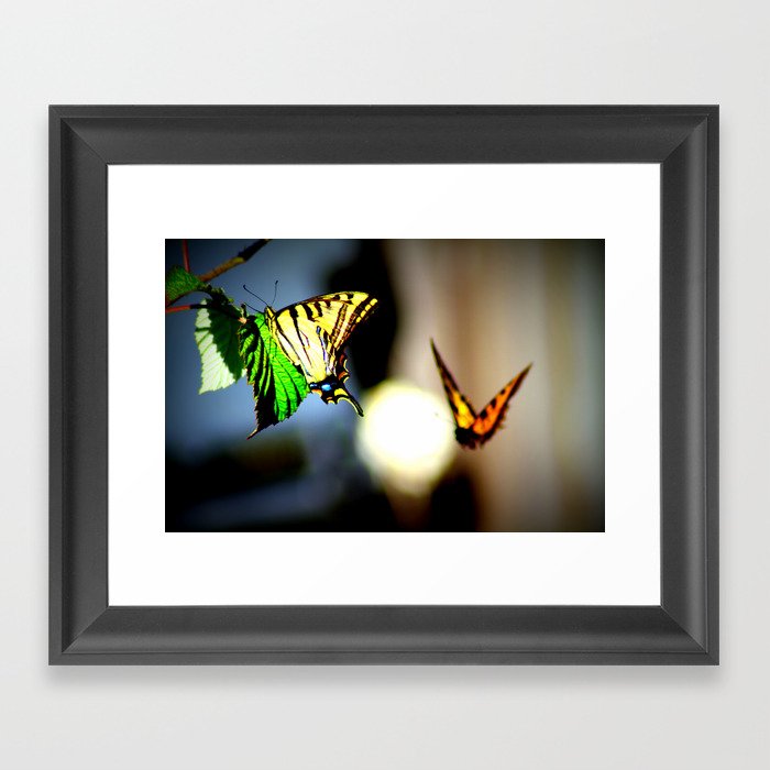 Butterfly dance Framed Art Print