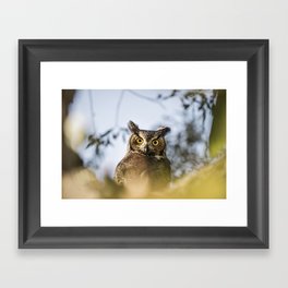 Okanagan Owl Framed Art Print