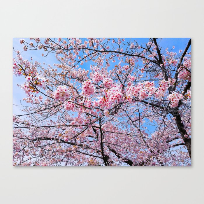 Sakura Flowers |  Cherry Blossom | Japanese | Floral | Bloom | Seasonal | Travel Photography Painting Canvas Print