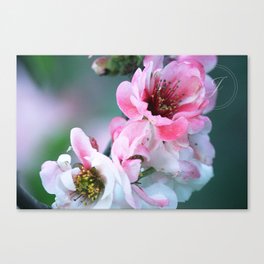 Almost Ombre Canvas Print