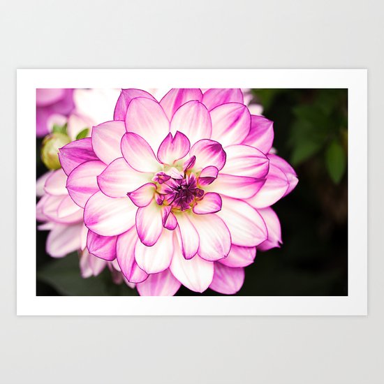 dahlia Art Print