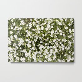 Stitchwort Stellaria Wild Flowers Metal Print | Beauty, Plant, Flowers, Flora, Nature, Petals, Rural, Botanical, Floral, Spring 
