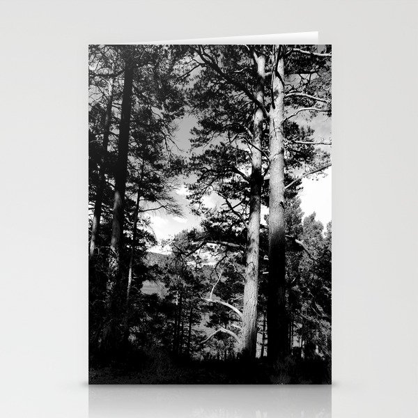 Light Contrast in a Scottish Highlands Pine Forest in Black and White  Stationery Cards