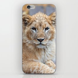 African Lion Cub iPhone Skin