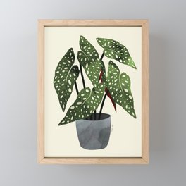 begonia maculata interior plant Framed Mini Art Print