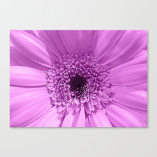 Lilac Gerbera Canvas Print