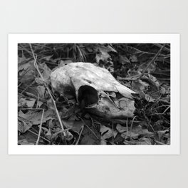 Black & White Deer Skull Art Print