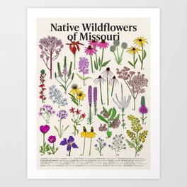 Native Missouri Wildflowers Art Print