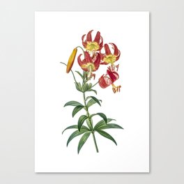 Vintage Turban Lily Botanical Illustration on Pure White Canvas Print