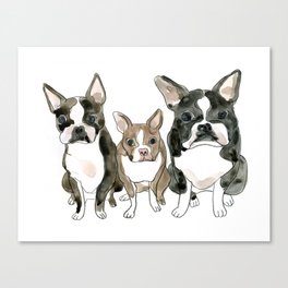Boston Terrier Siblings: Water Color Illustration Canvas Print