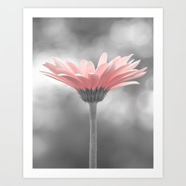 Pink Daisy Flower Art Print