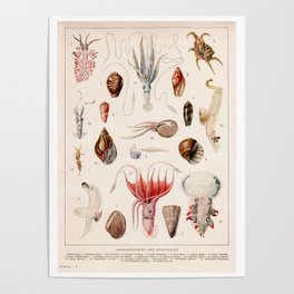 Adolphe Millot - Mollusques 01 - French vintage zoology illustration Poster