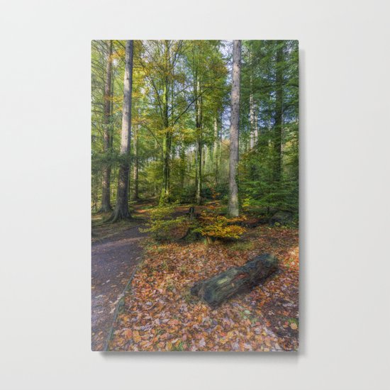 Autumn Forest Metal Print