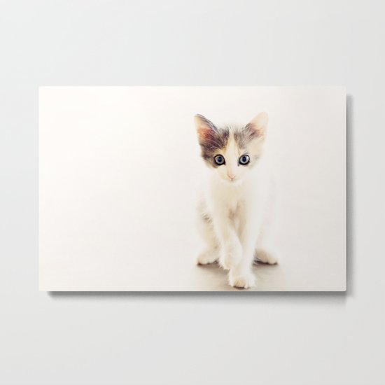 White and Grey Kitten Metal Print