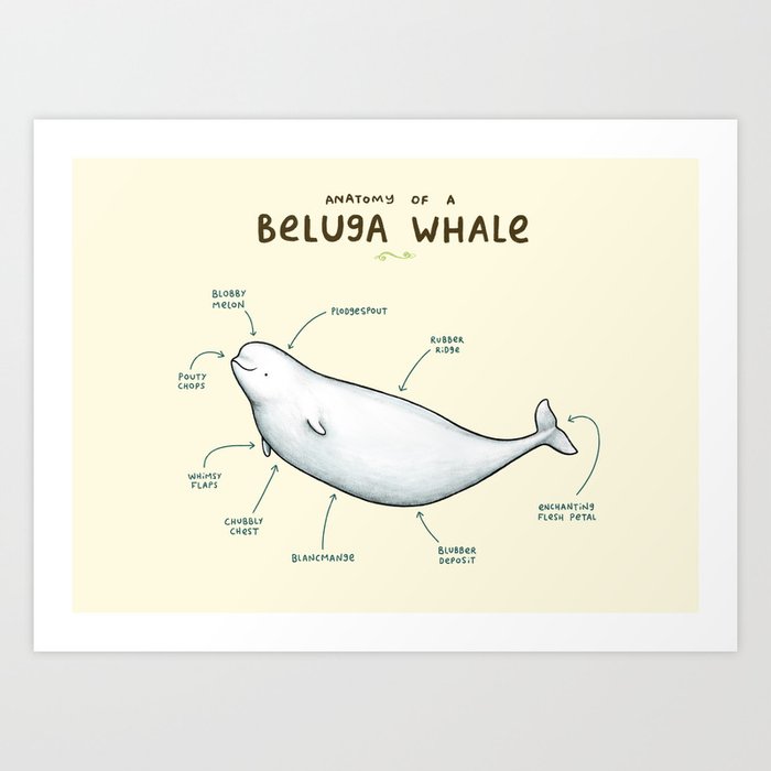Anatomy of a Beluga Whale Art Print