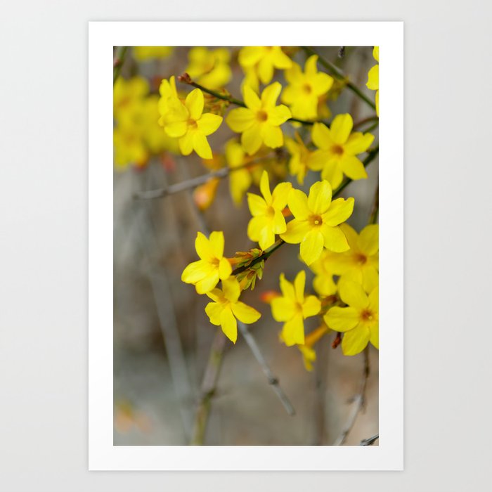Winter Jasmine Or Jasminum Nudiflorum Deciduous Shrub Blooming With Yellow Flowers In Early Spring Art Print By Horizonphoto Society6