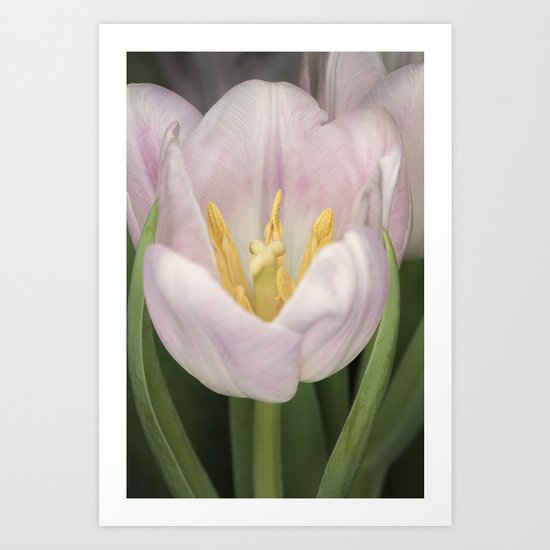 Pink Tulip #2 Art Print