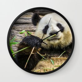 China Photography - Cute Panda Eating Grass And Plants Wall Clock