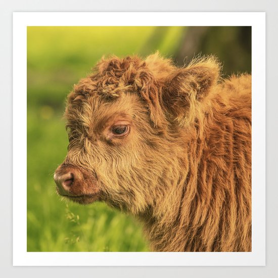 Highland Baby Art Print