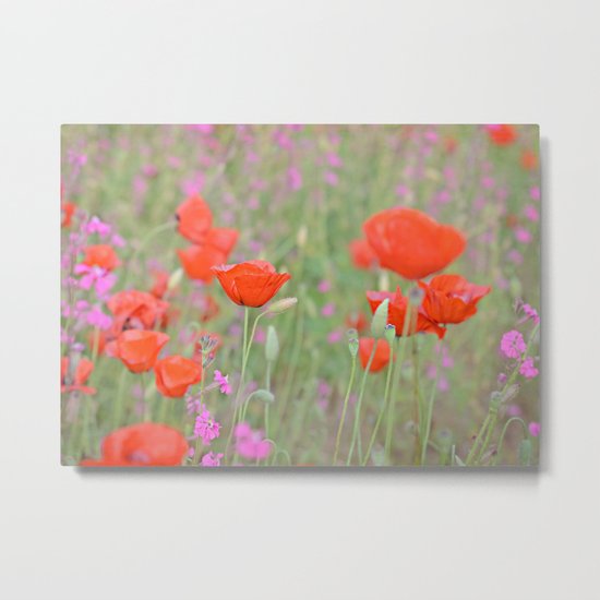 Poppies and Campions Metal Print