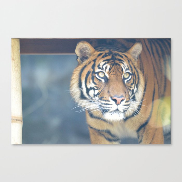 Tiger 003 Canvas Print