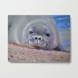 Baby Hawaiian Monk Seal endangered species photo by WordWorthyPhotos Metal Print