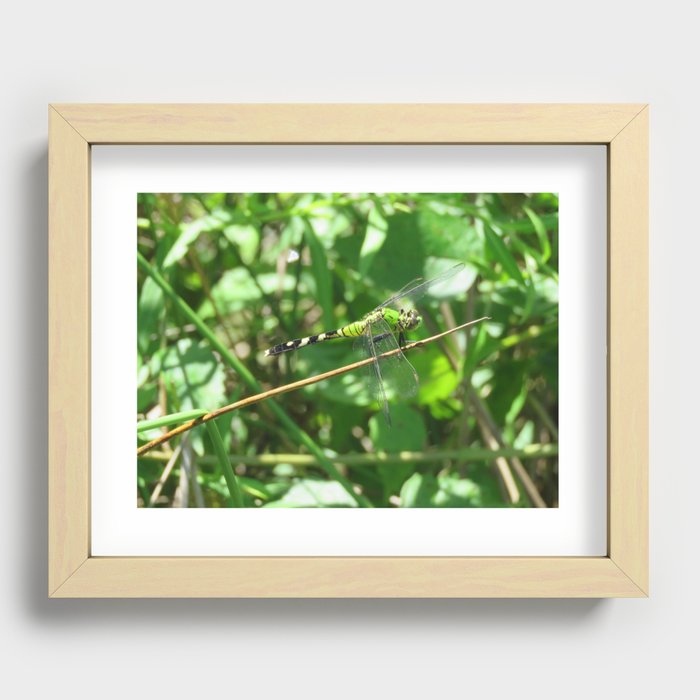 Dragonfly Recessed Framed Print
